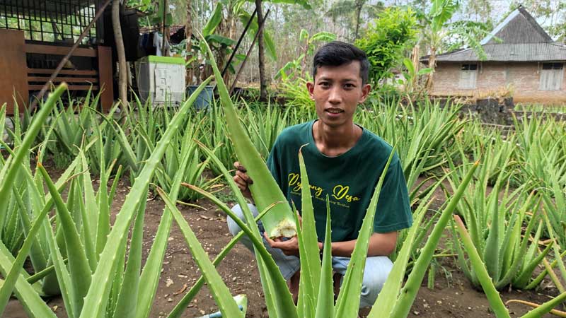 lidah buaya