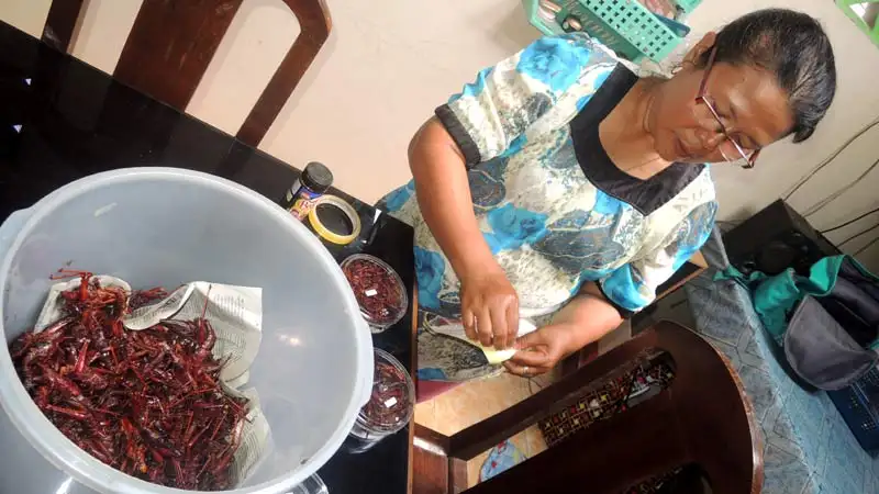 belalang